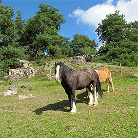 Hästar bergshagen